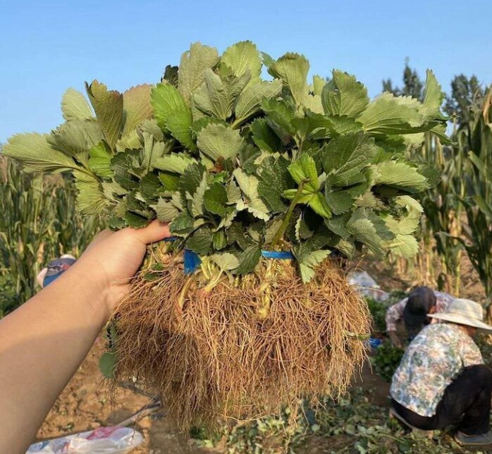 牛奶奶油草莓苗，红颜甜宝草莓苗脱毒假植苗基地批发保证品种质量