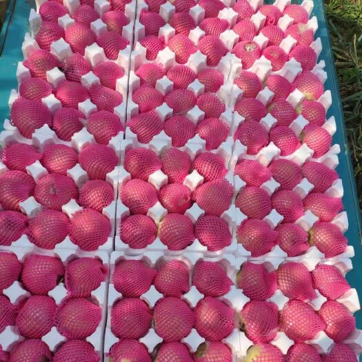 砀山县种植套袋 美八，嘎啦苹果果，套袋片红，最后3000斤
