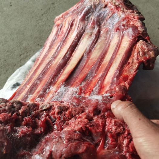 郑州鲜驴肉  驴排颜色新鲜质量保证有需要的联系我   价格合适