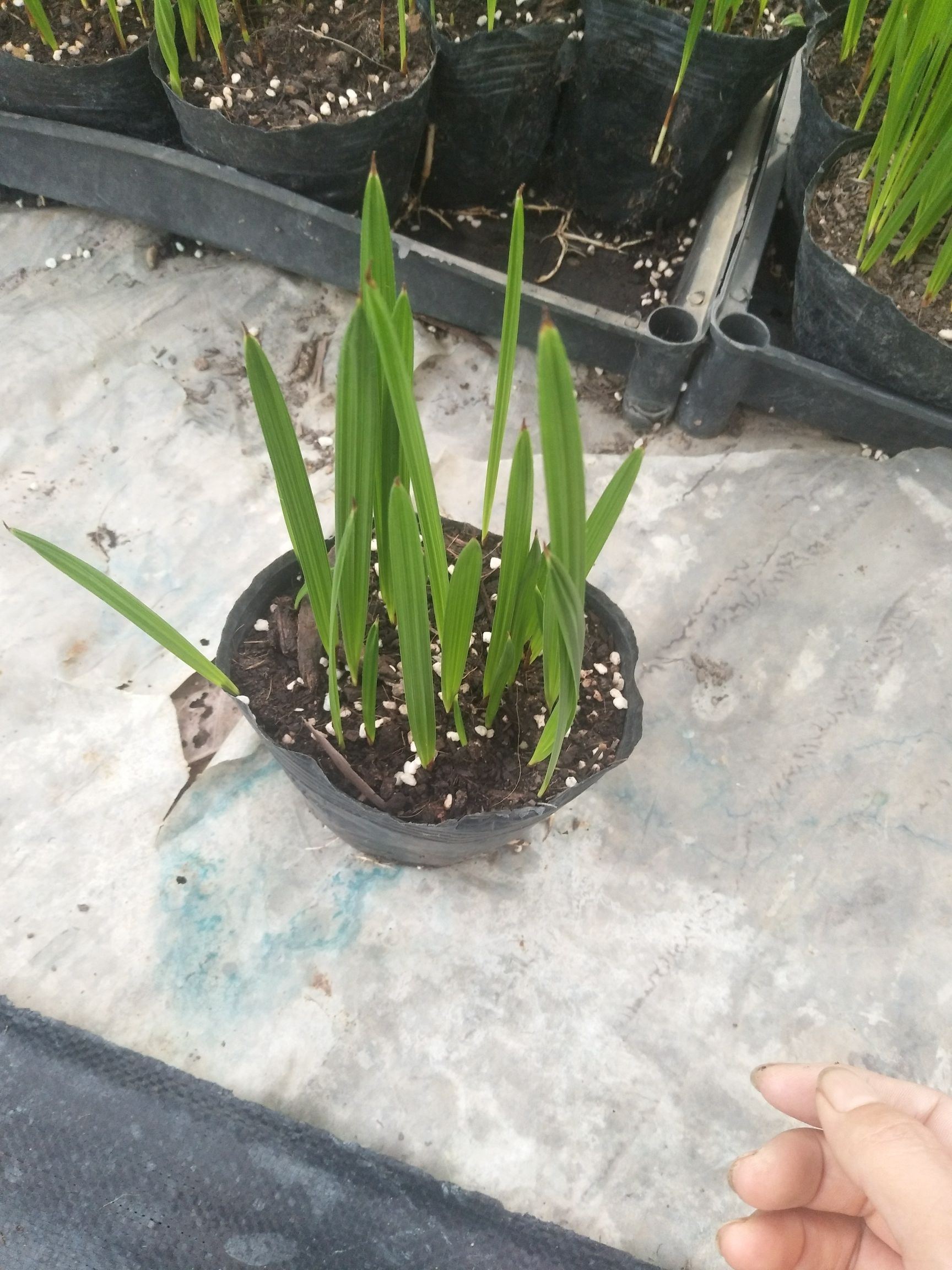  加拿利海枣苗 棕榈科园林绿化树种