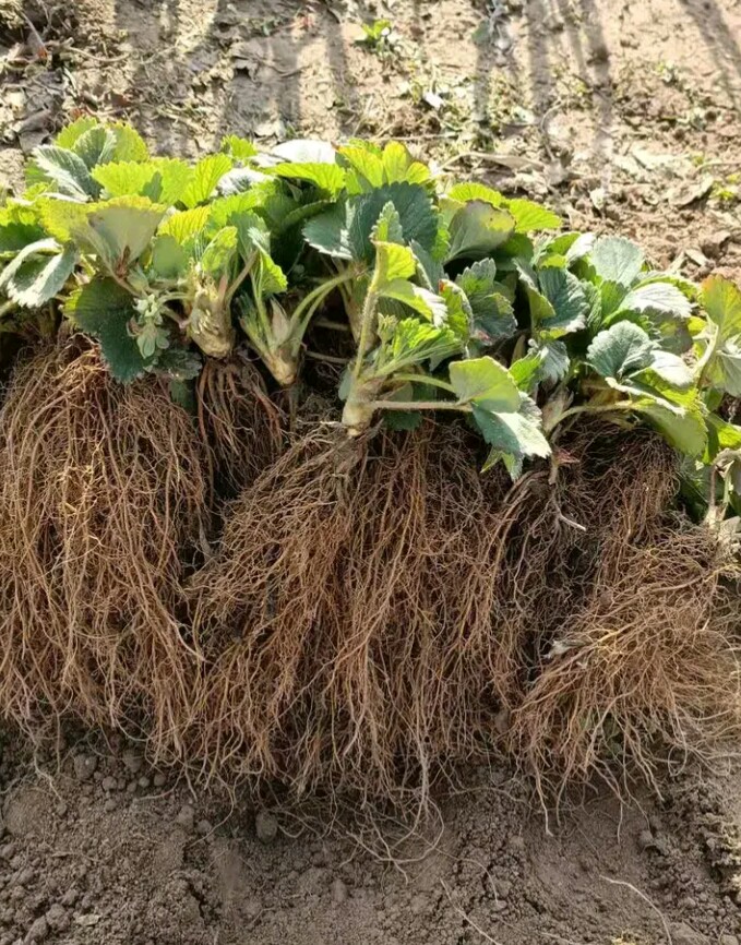 四季草莓苗，四季开花结果脱毒假植苗径粗1.2厘米根系发达