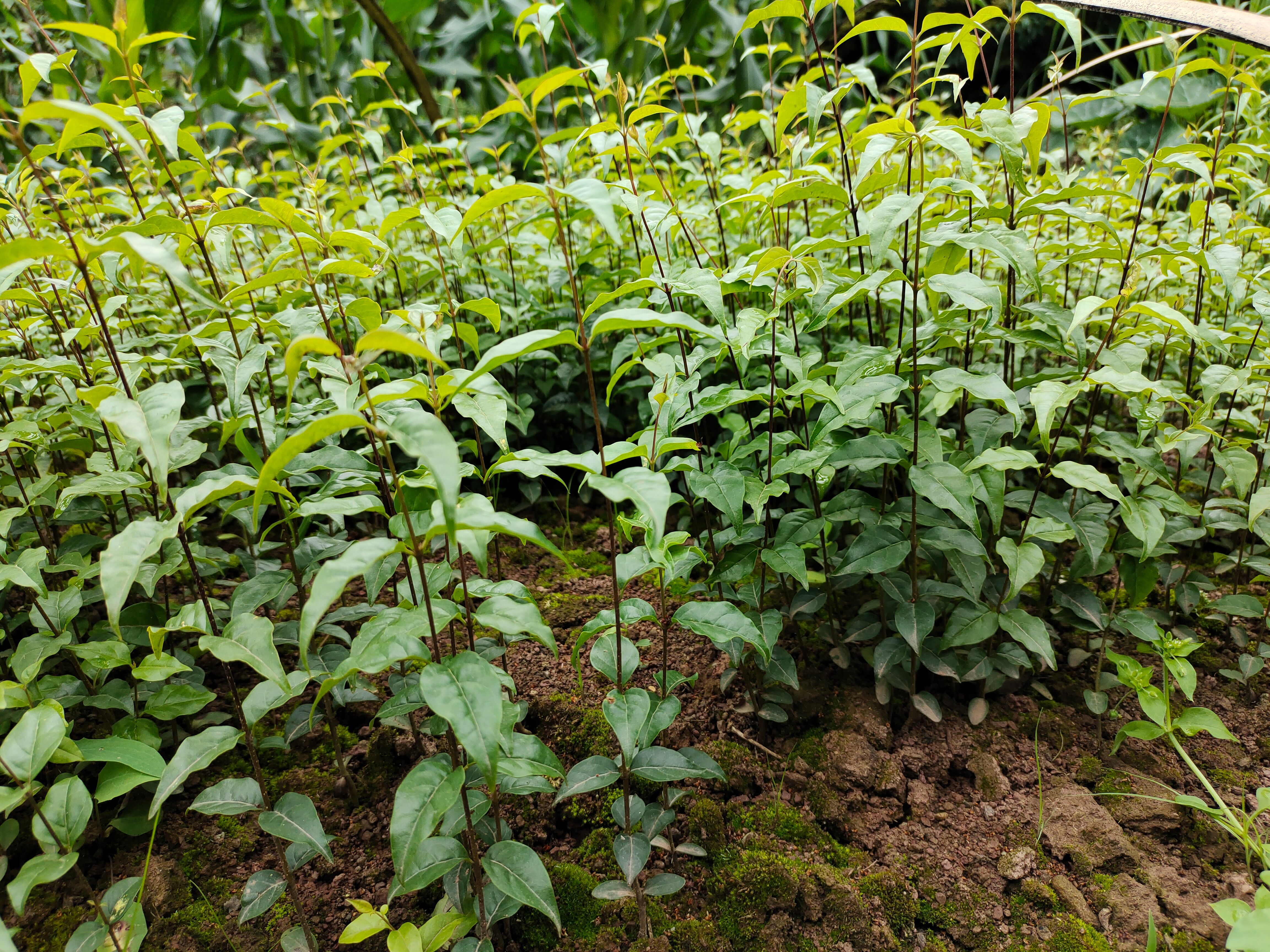 茶梅 苦丁茶樹秧子種苗供應大小葉貴州云南四川重慶清熱解暑食用