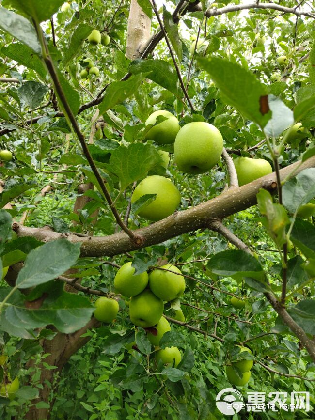 青苹果  苹果