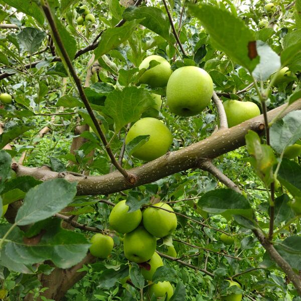 青苹果  苹果