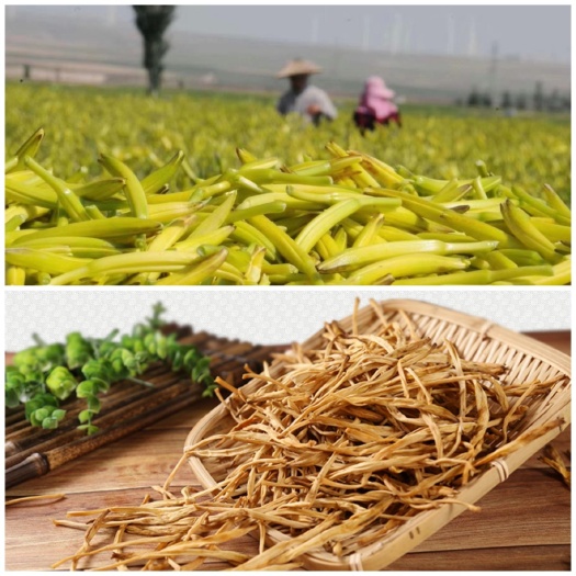 盐池县七蕊黄花菜  菜条长达10-13厘米，苗大苔繁，肉厚角长