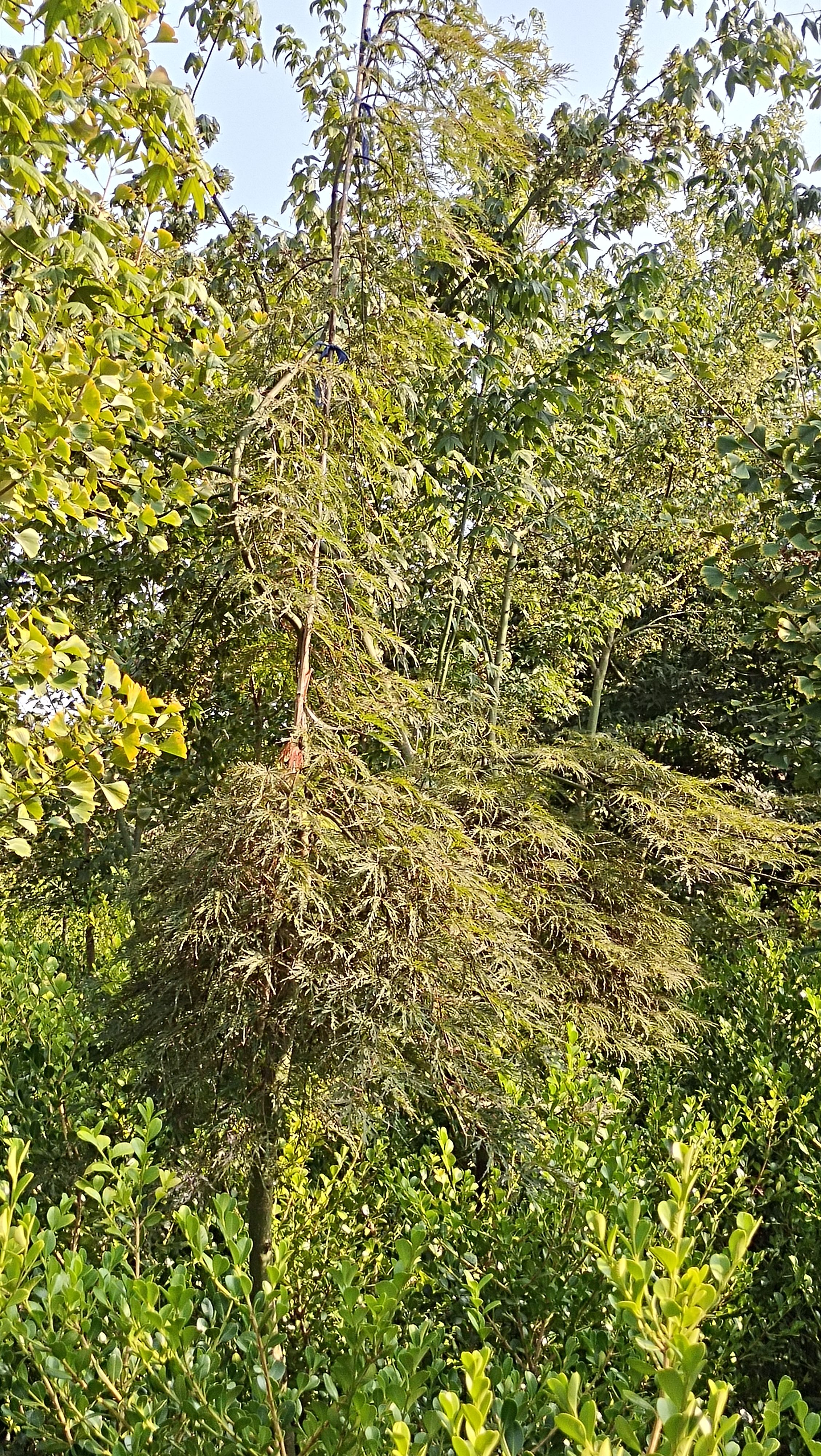 羽毛枫稻叶垂枝稻叶红羽毛枫彩叶树种已嫁接三年以上树冠丰满匀称