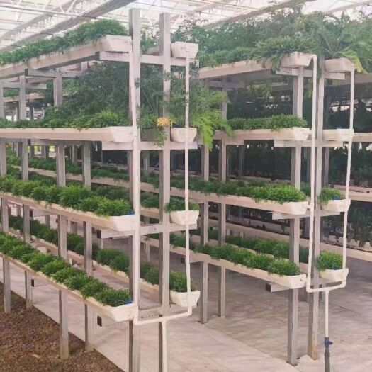 德州种植大棚 立体栽培