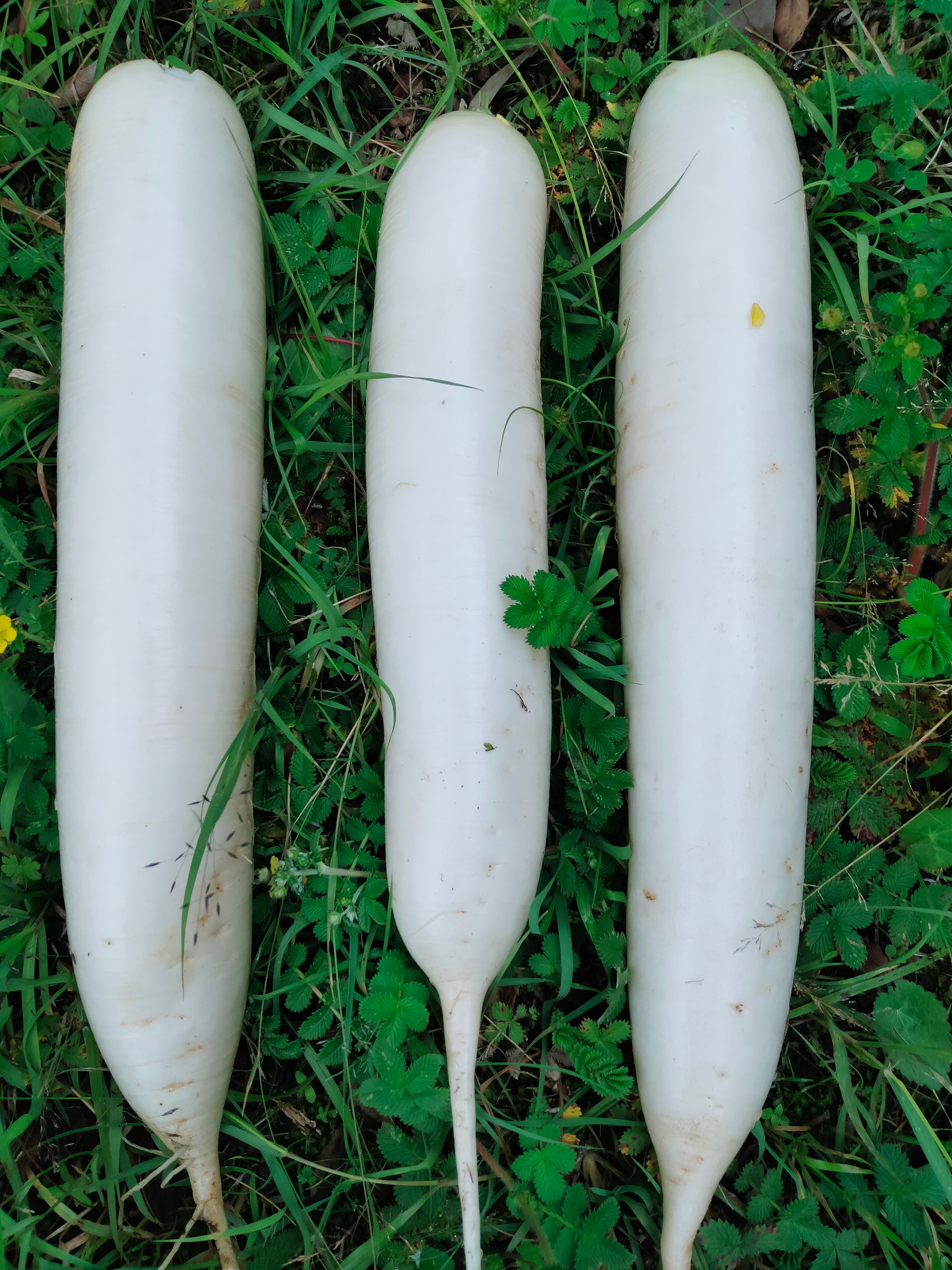 白萝卜  薄皮萝卜