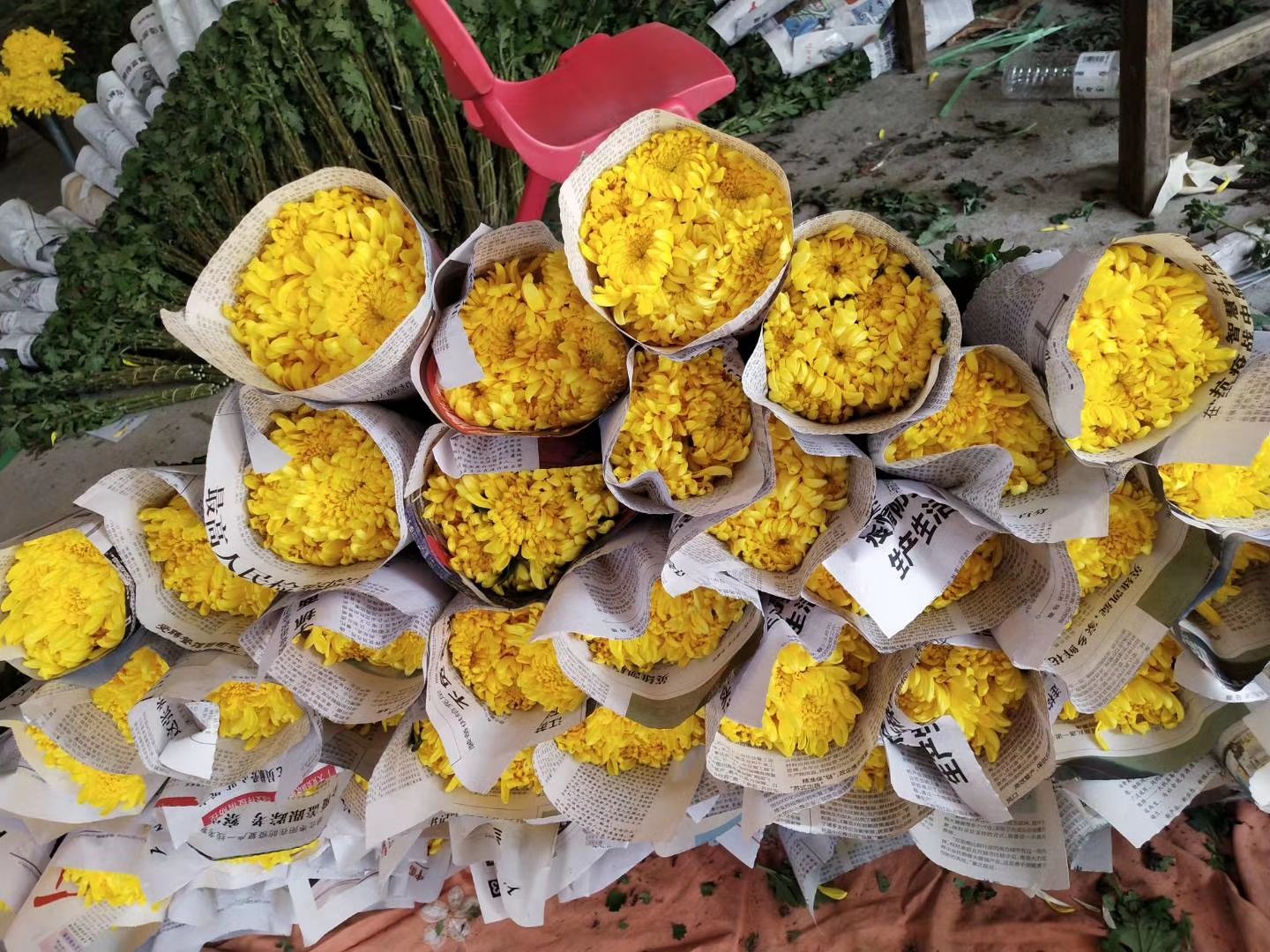 鲜切花黄白菊基地直发