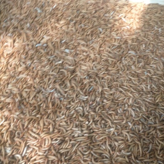 菏泽大量供应黄粉虫，干虫，虫粪