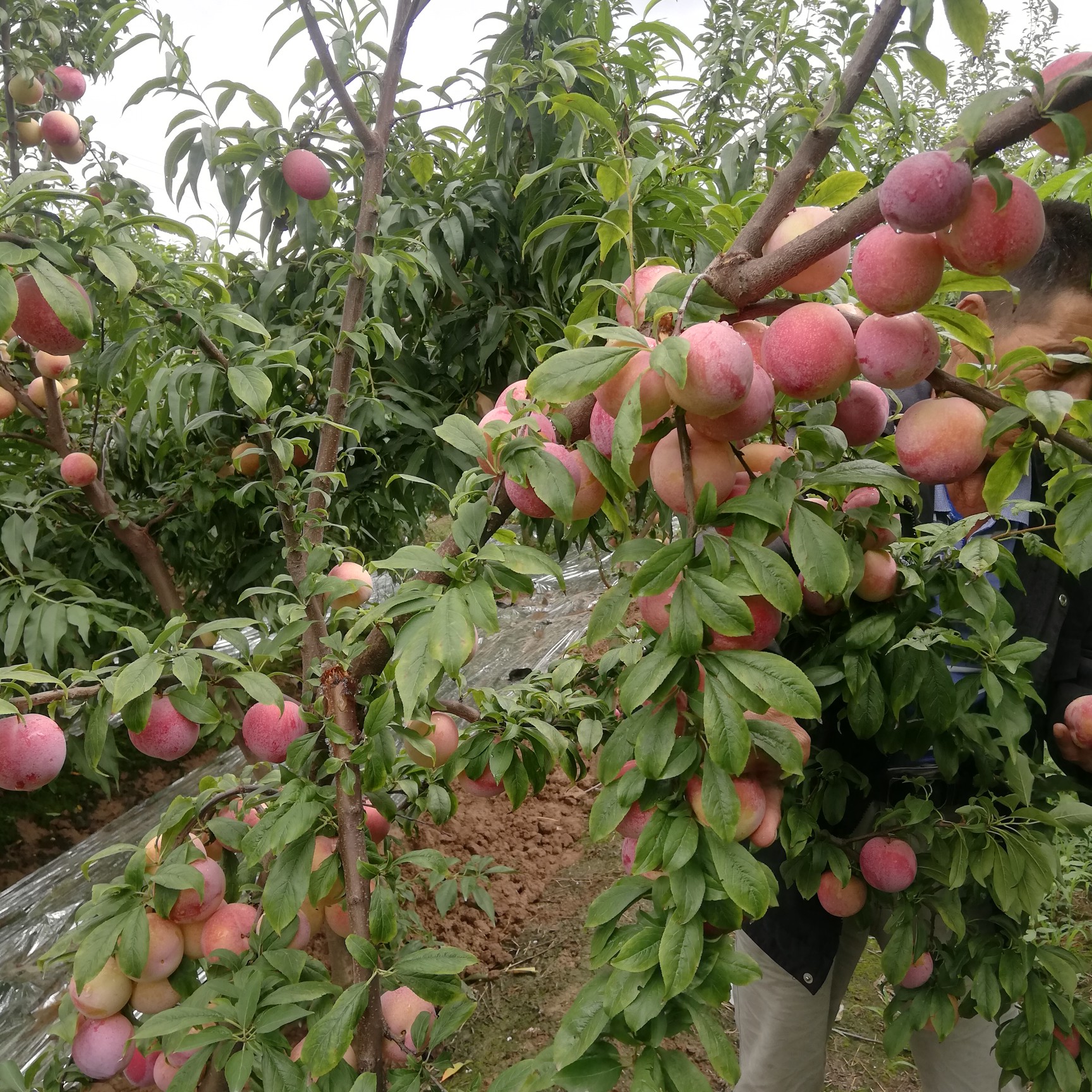 吉胜李子批发市场