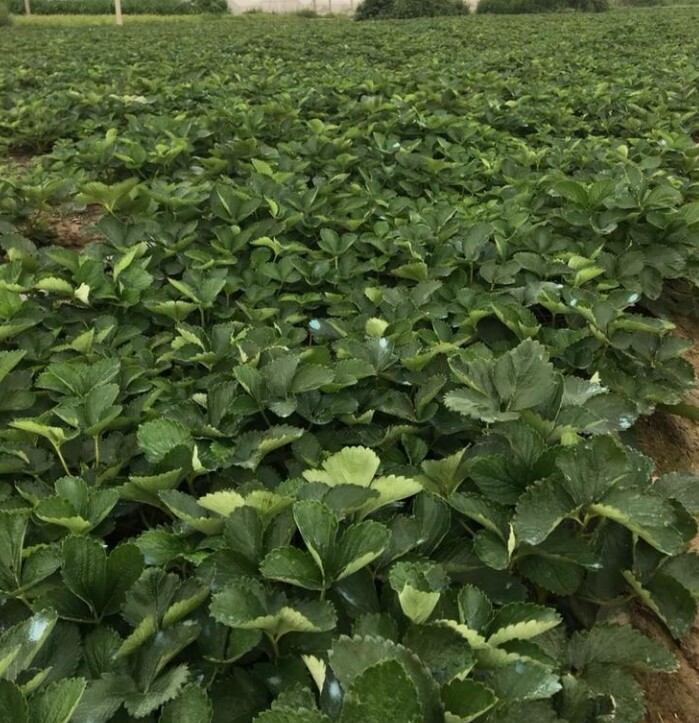 牛奶奶油草莓苗，红颜甜宝草莓苗脱毒假植苗基地批发保证品种质量