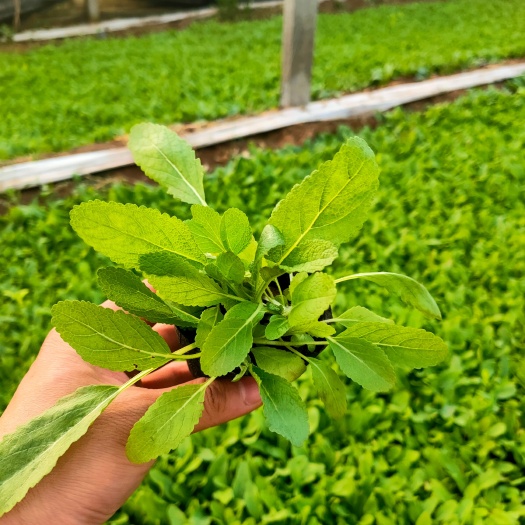 青州市 蓝花鼠尾草，鼠尾草种植基地