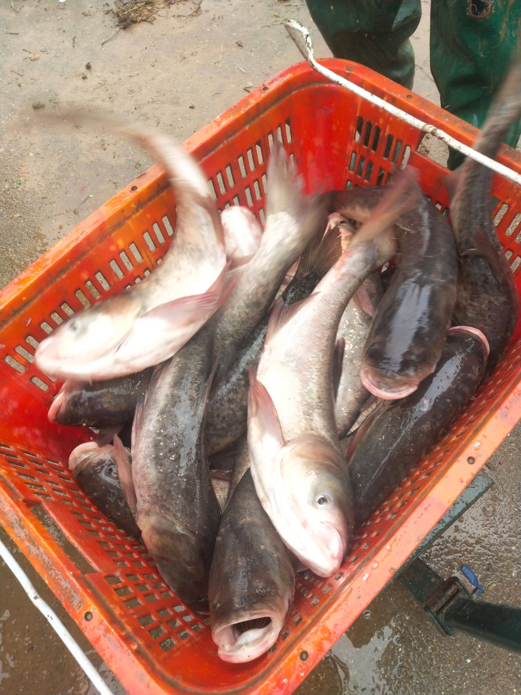 花白鲢  天然水产，大头花鲢