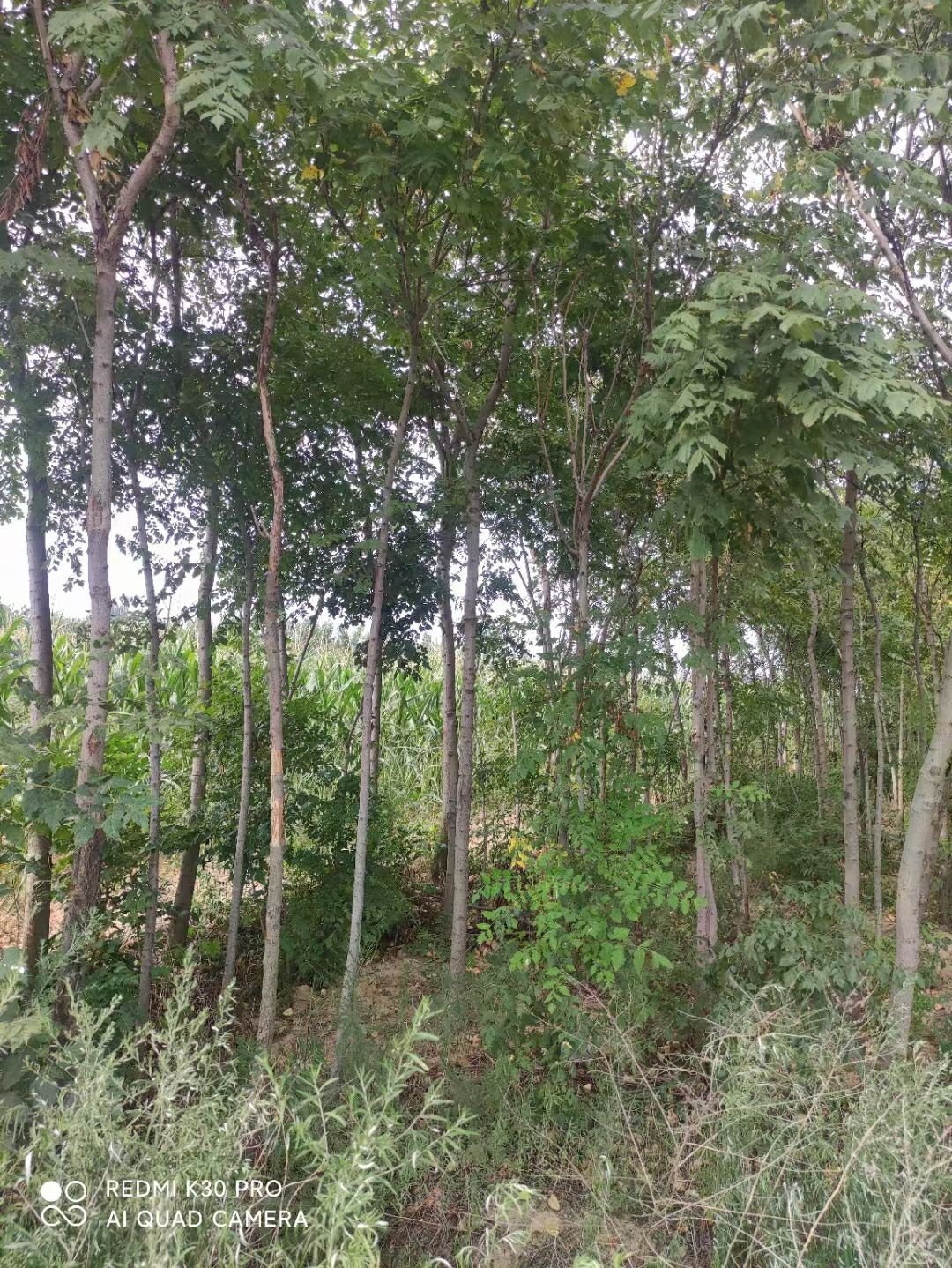 3～8公分栾树——造林/绿化/占地的树中