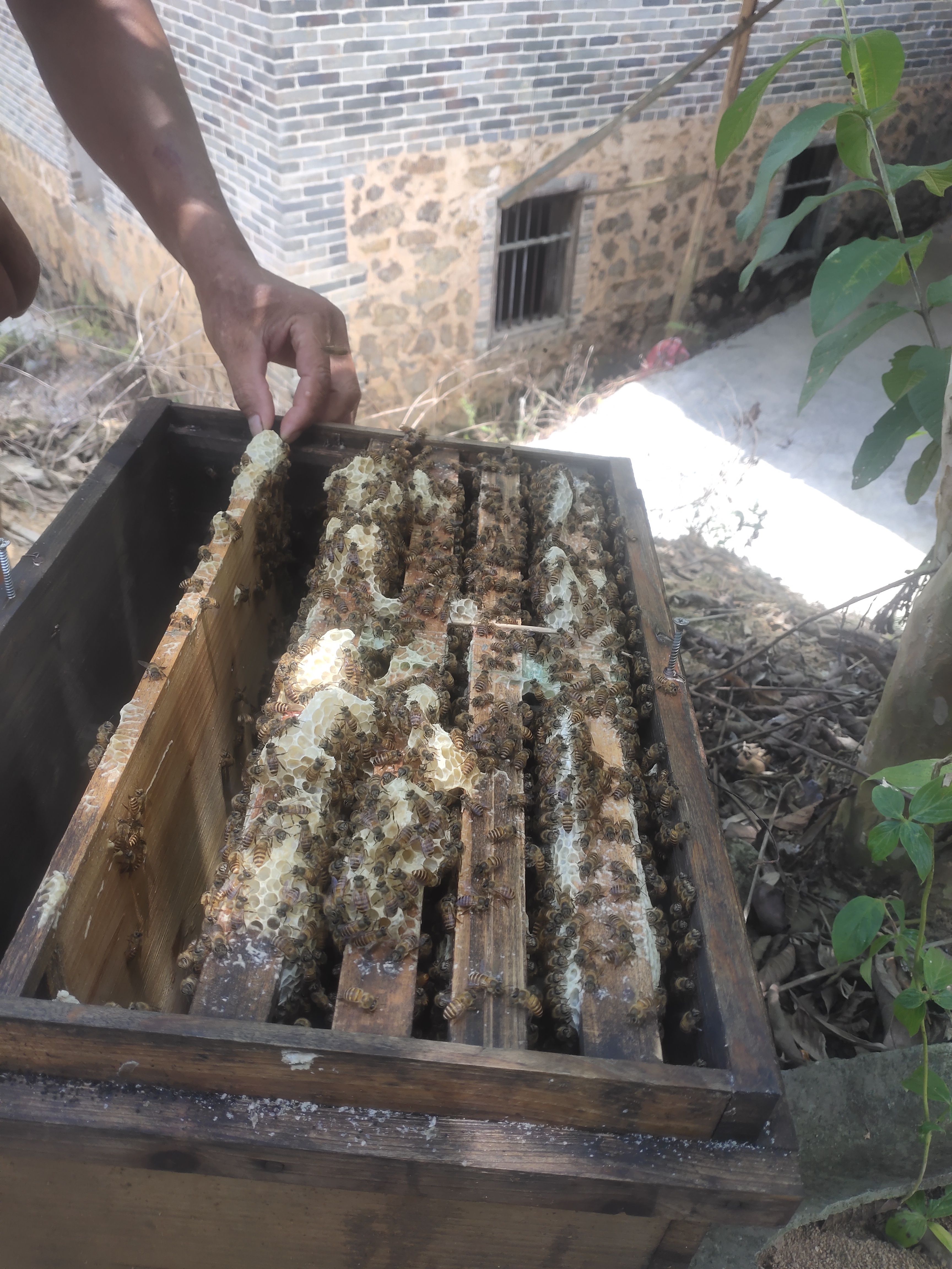 中华蜜蜂 热销中的中蜂，土蜂，