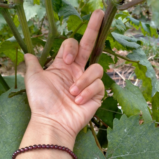 兴城市红玫瑰葡萄苗 中国红玫瑰嫁接苗，果实甜脆，牛奶香味，自然果。好管理。