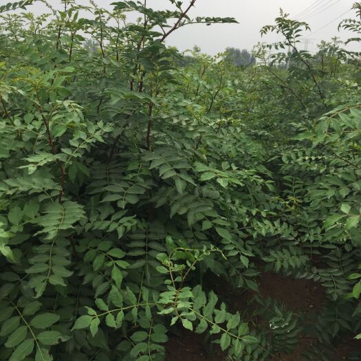 泰安大红袍花椒苗 量大从优 一到三年苗大量供应