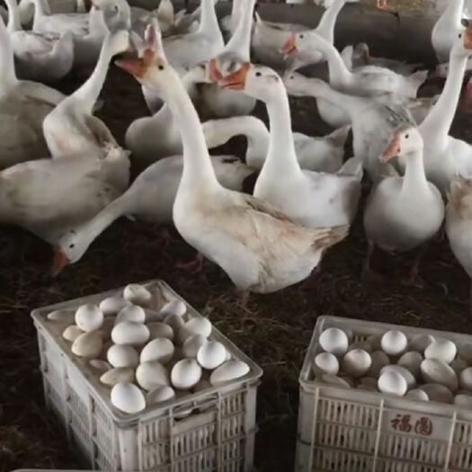 曹县鹅蛋 食用 散装 