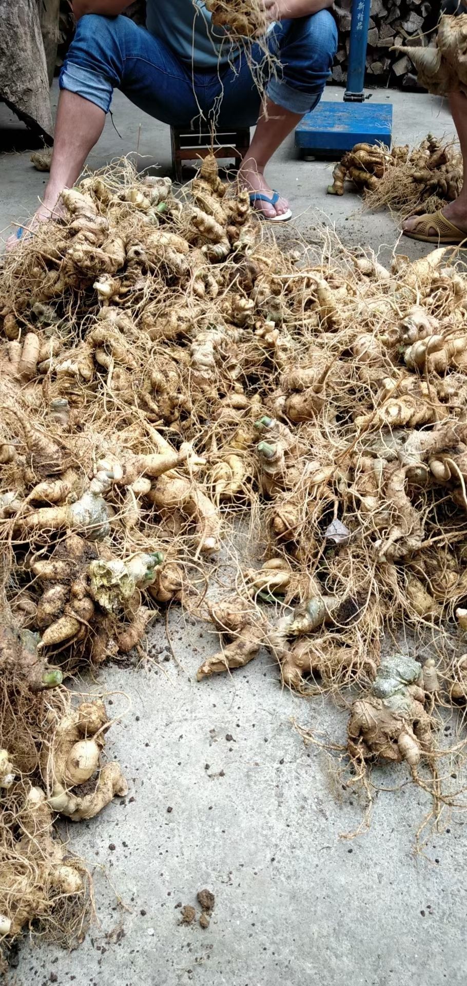竹节参大茎块大量上市