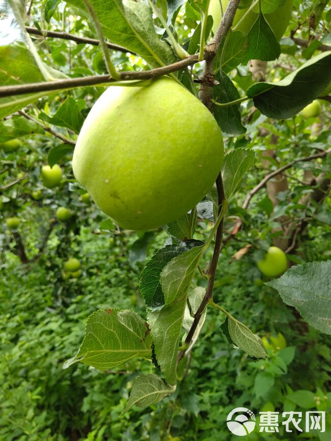 青苹果  苹果