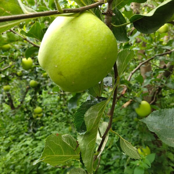 青苹果  苹果