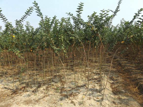 红火箭紫薇 苗圃基地大量供应紫薇小苗1－2公分，江西九江紫薇苗农户自家种