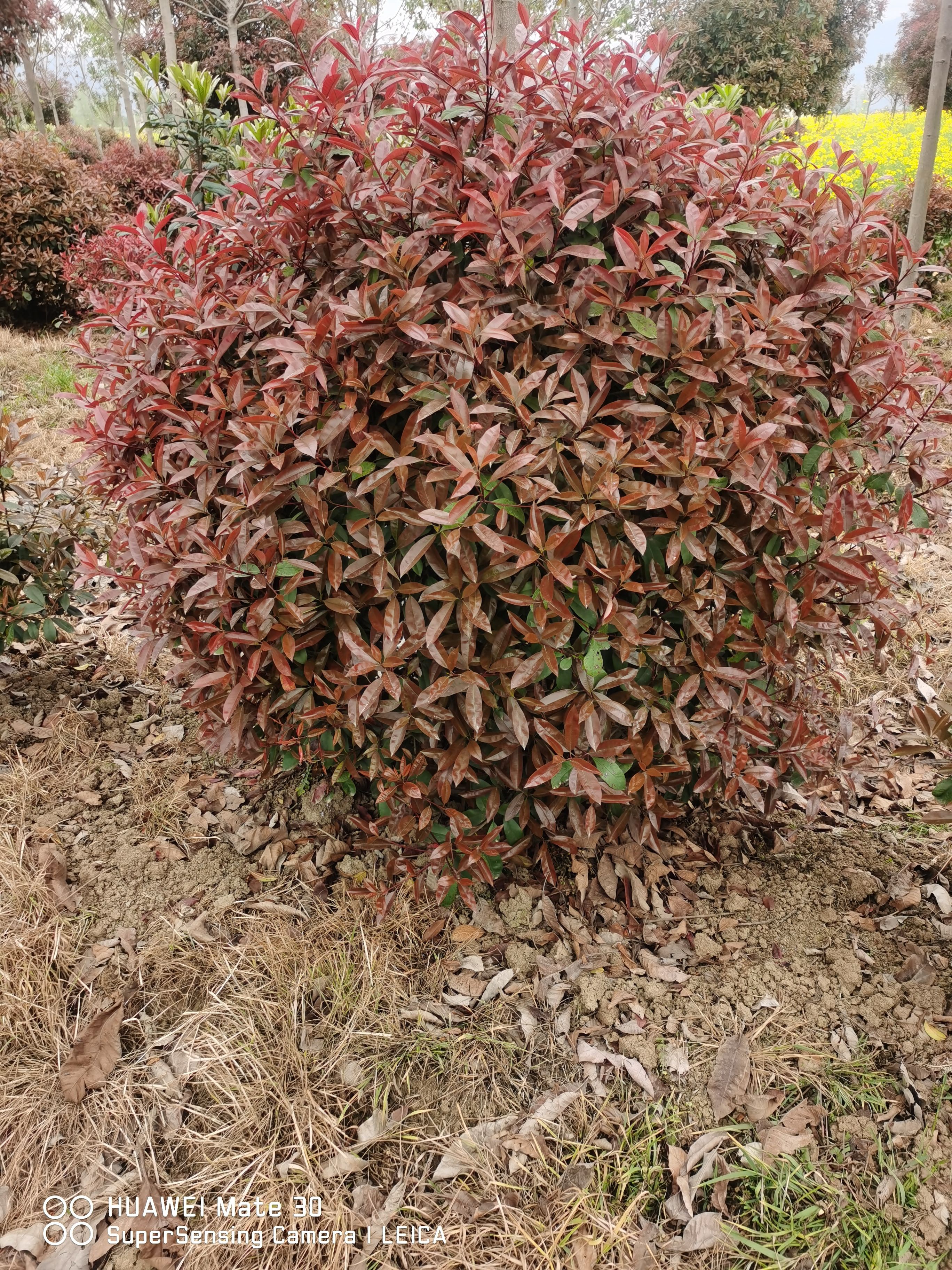 红叶石楠造型树  红叶石楠球