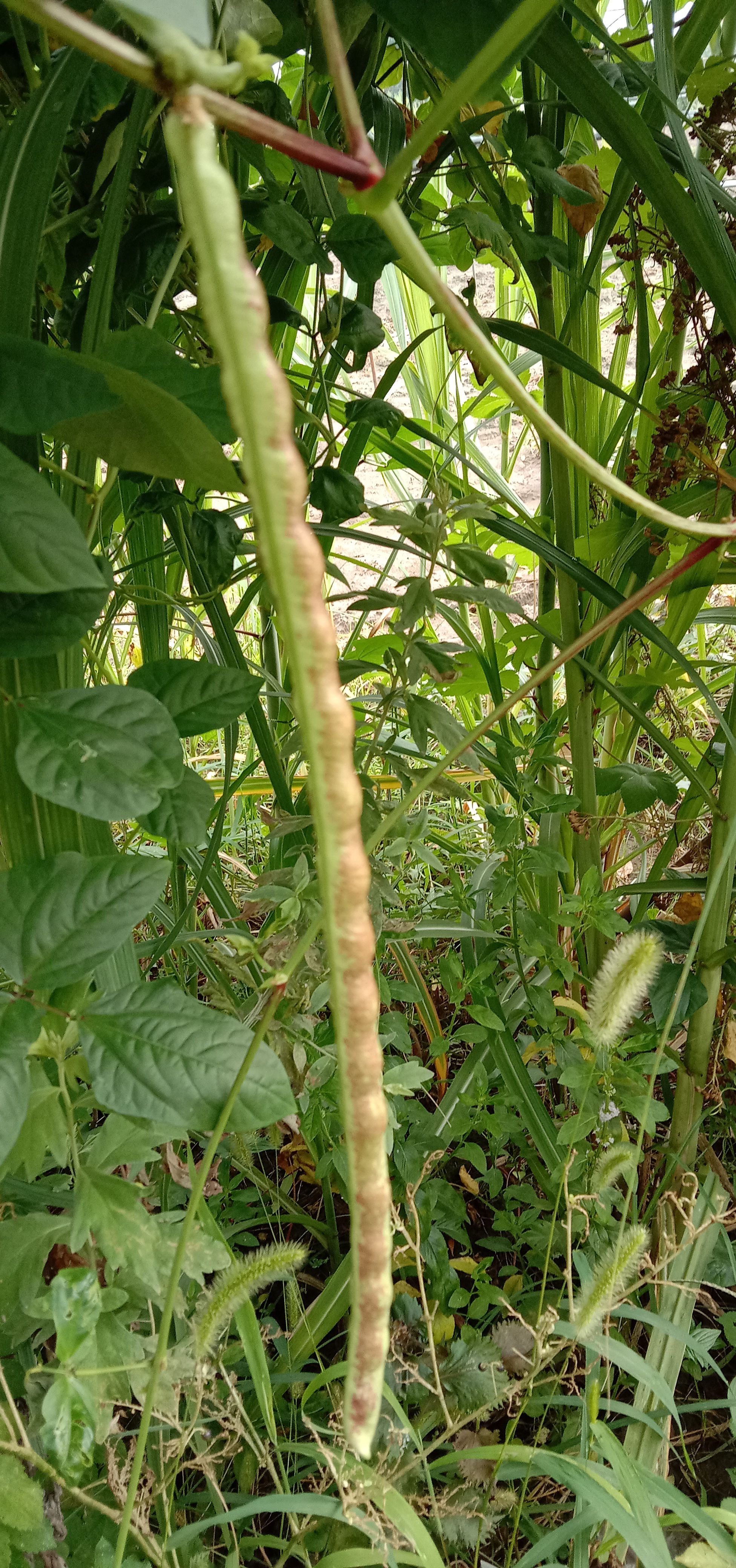 短豇豆花皮豇豆古老品种可以留种。