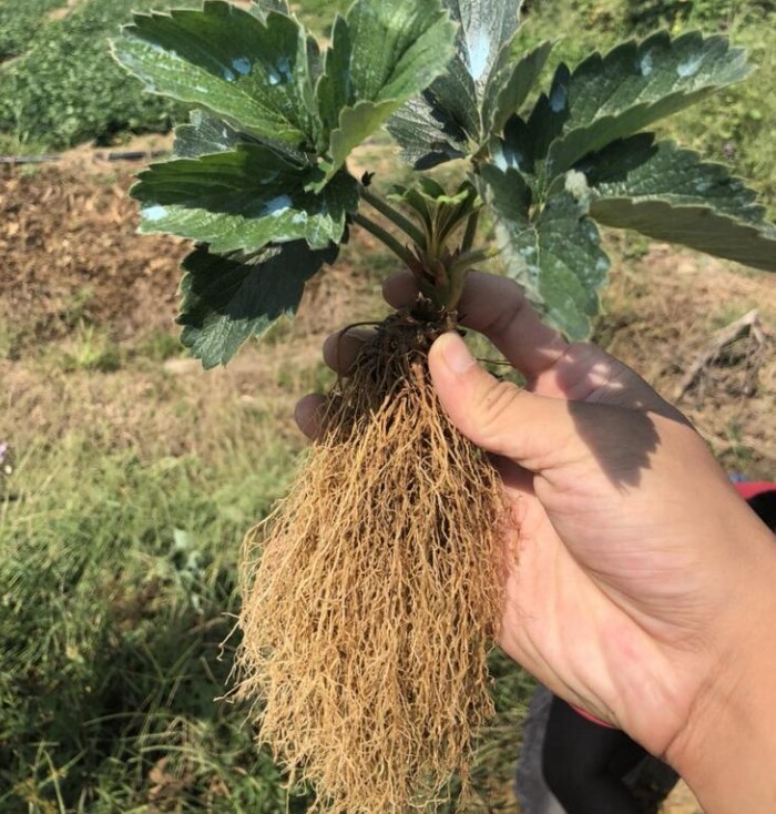 牛奶奶油草莓苗，红颜甜宝草莓苗脱毒假植苗基地批发保证品种质量