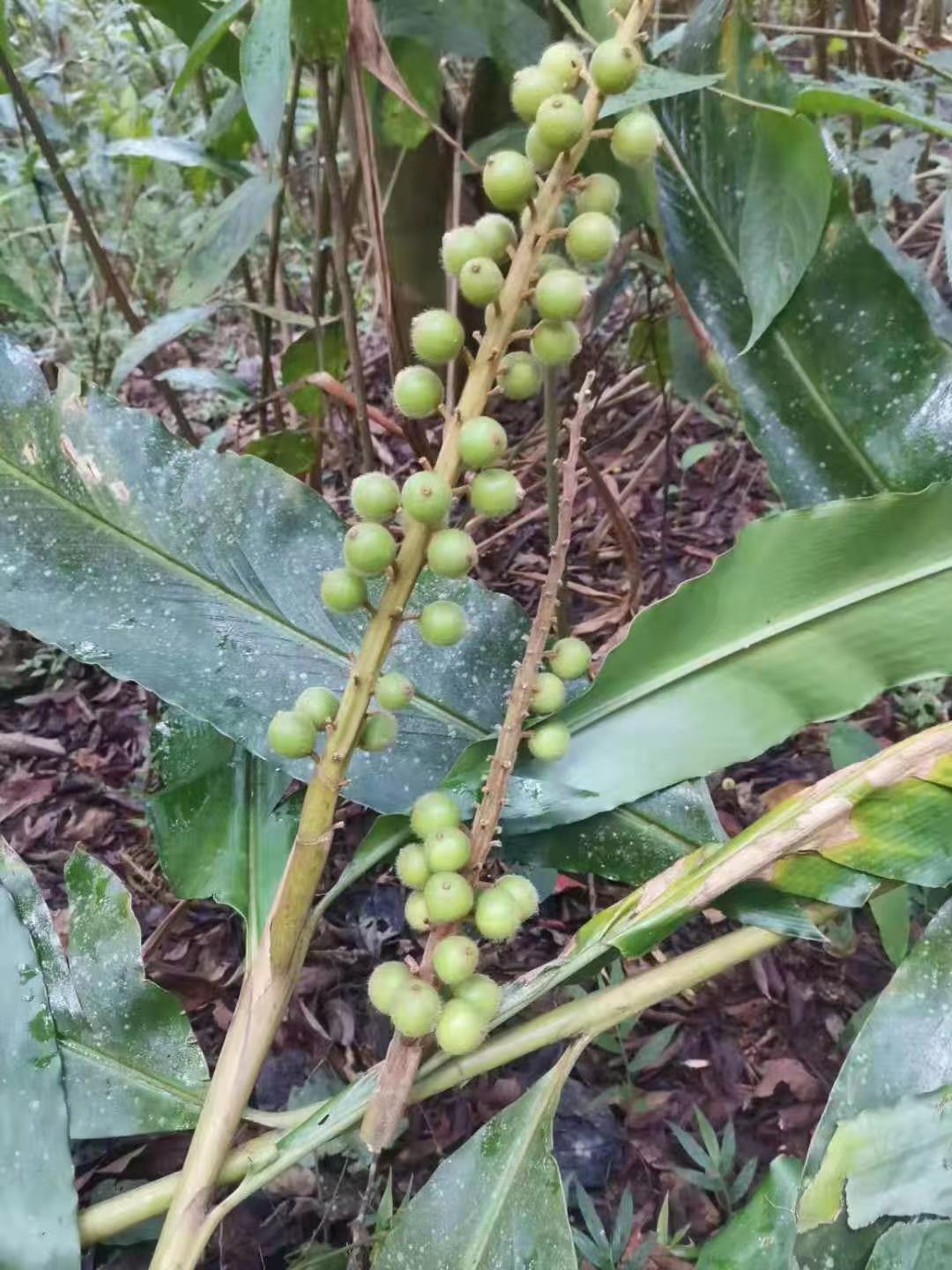 天然山姜大量批发