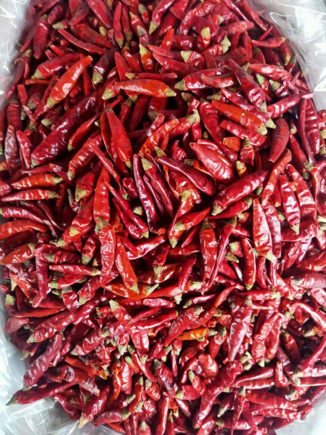 灯笼椒 贵州遵义辣椒。品质地理保证。