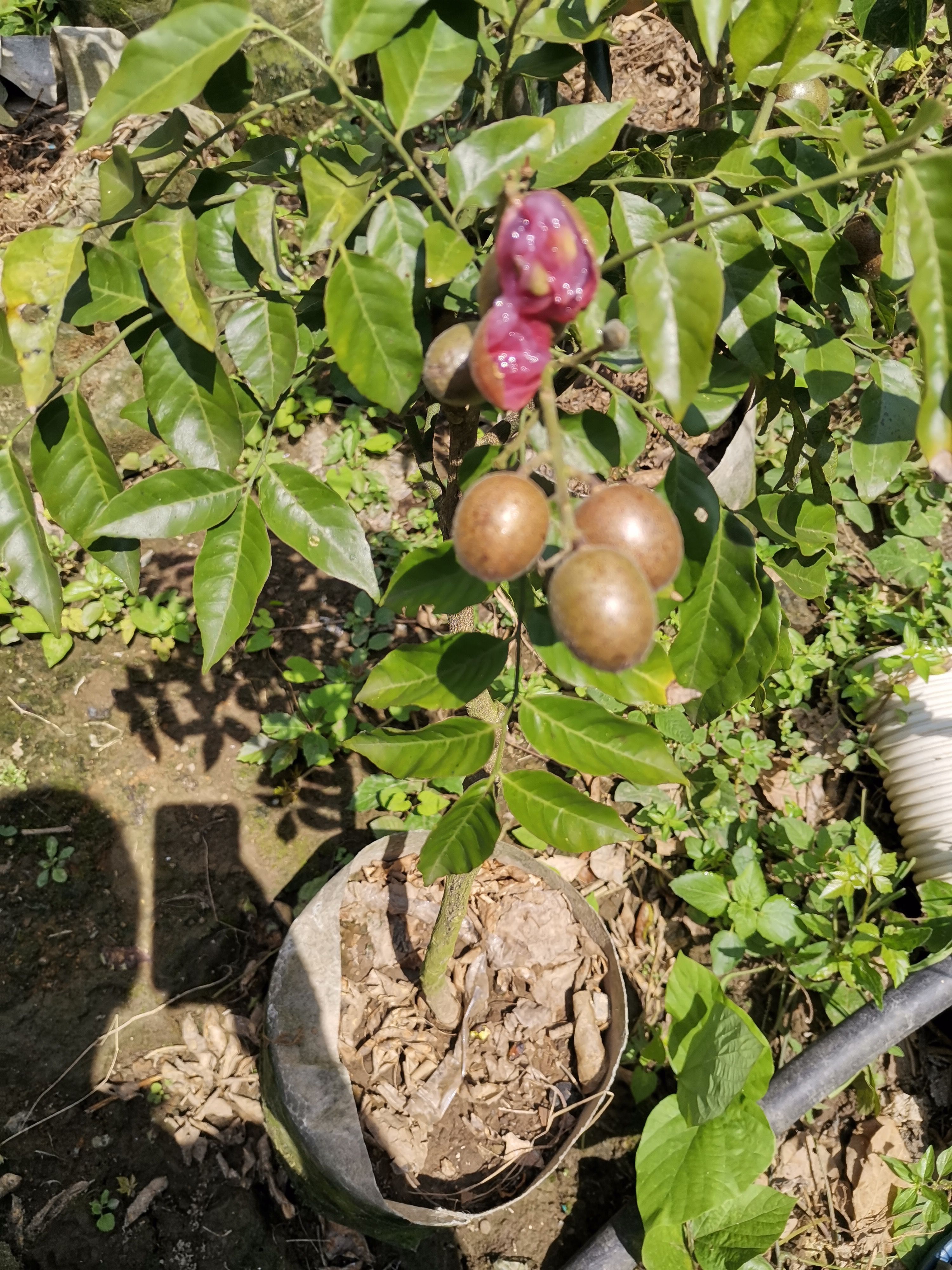 黑黄皮果苗 紫肉黄皮果树苗！紫肉黄皮果树苗！