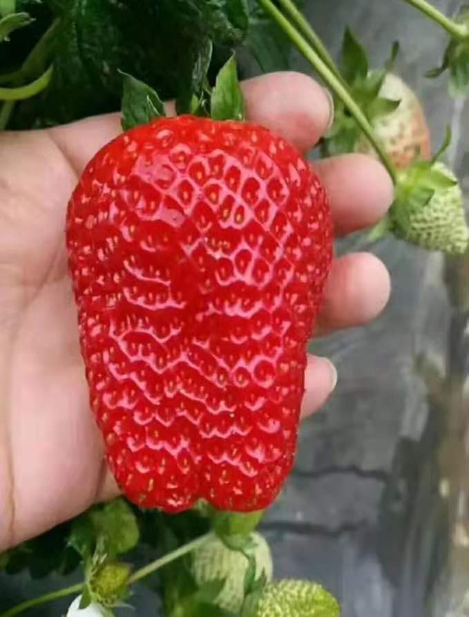 红颜草莓苗，法兰帝草莓苗脱毒假植苗，粗矮壮根系发达五叶一心