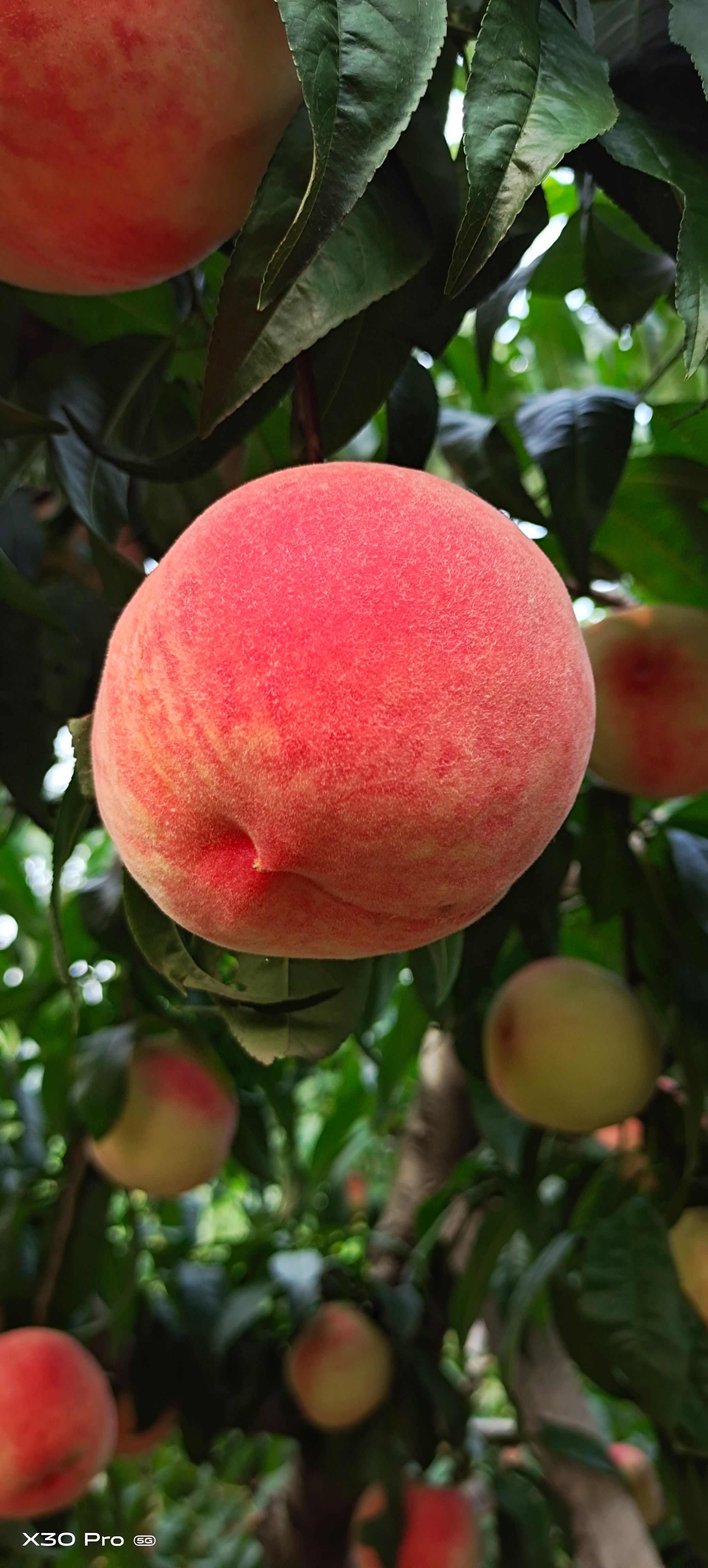 绿化九毛桃  绿化九