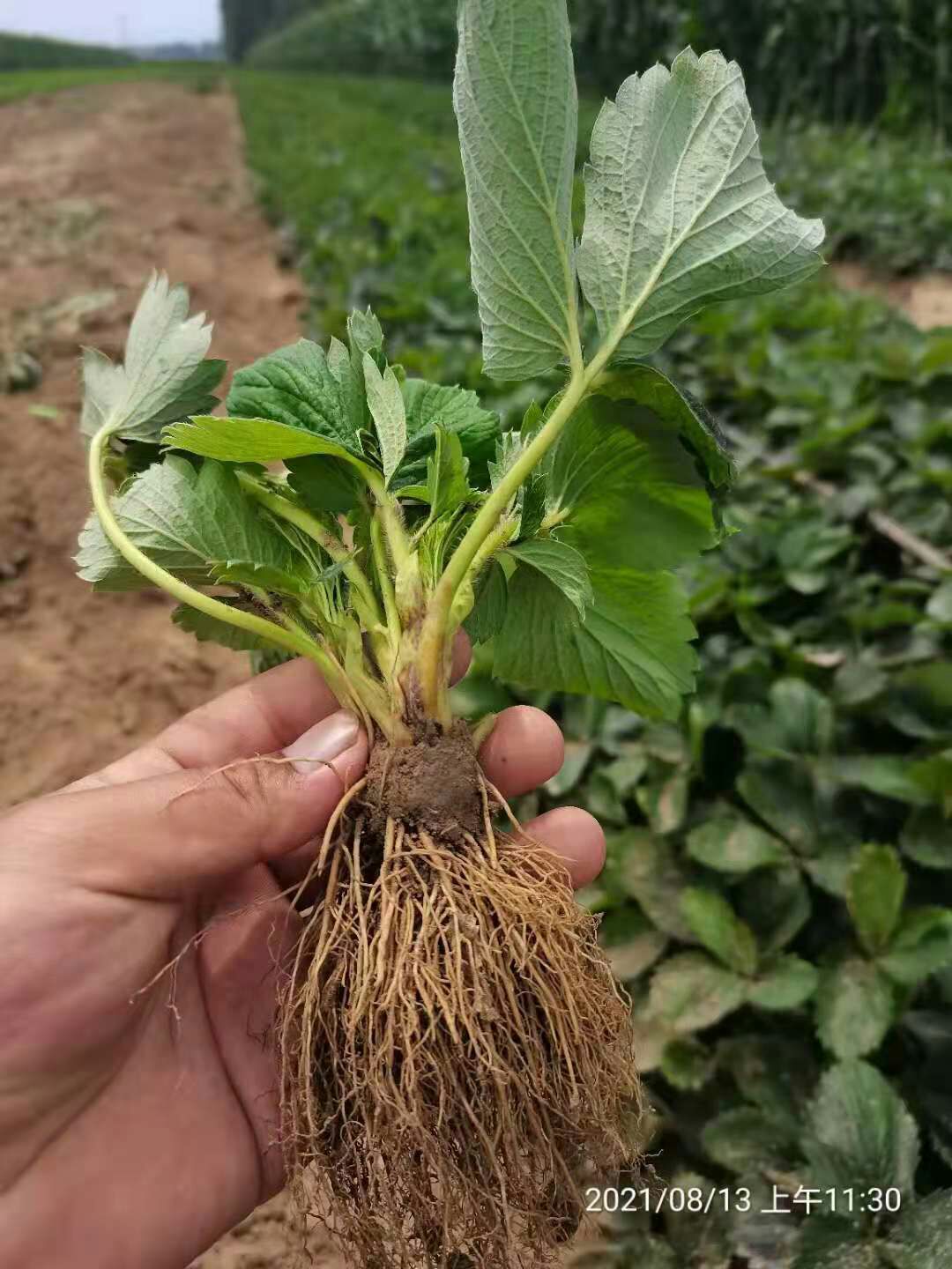 章姬草莓苗 章姬奶油草莓苗，脱毒假植苗根系发达径粗矮壮适合大棚种植