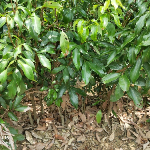 化州市荔枝苗  荔枝树苗，芒果树苗