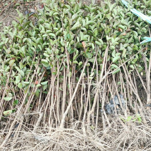 九江红火箭紫薇 苗圃基地大量供应紫薇小苗1－2公分，江西九江紫薇苗农户自家种