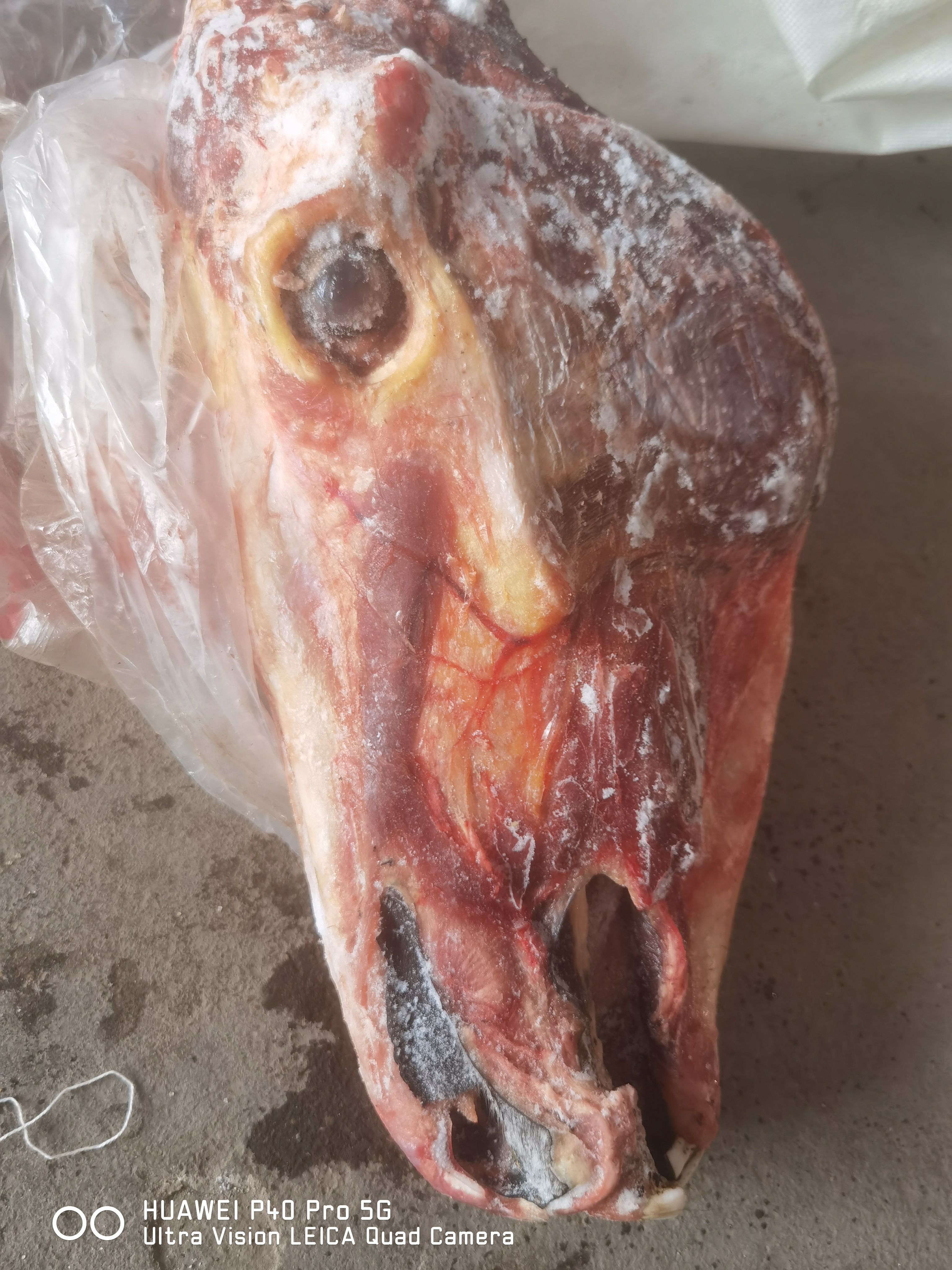 马头颜色新鲜质量好出肉率高
扒皮马头