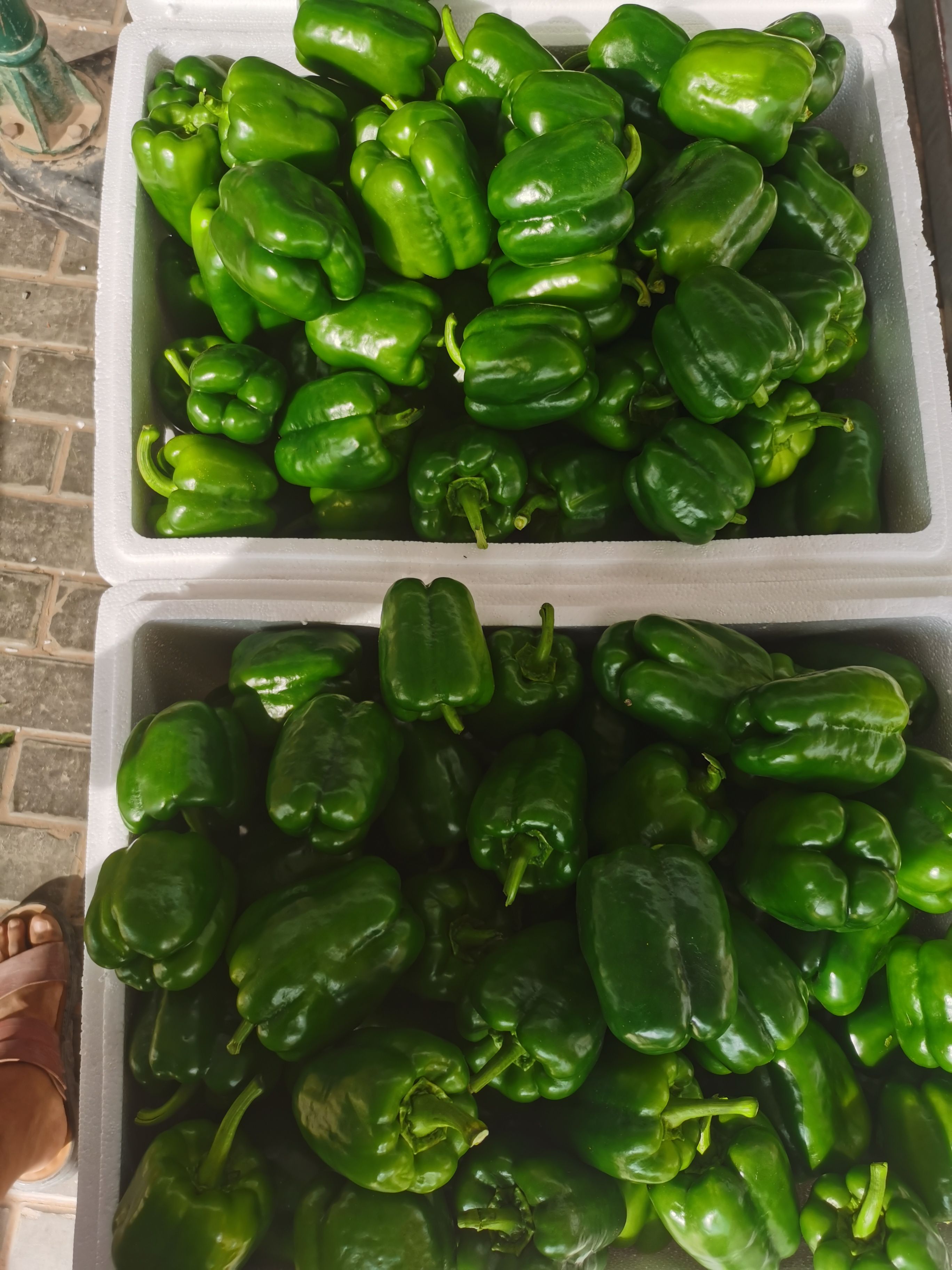 陕西定边县白泥井镇大漠蔬菜辣椒大量上市欢迎新老顾客前来选购