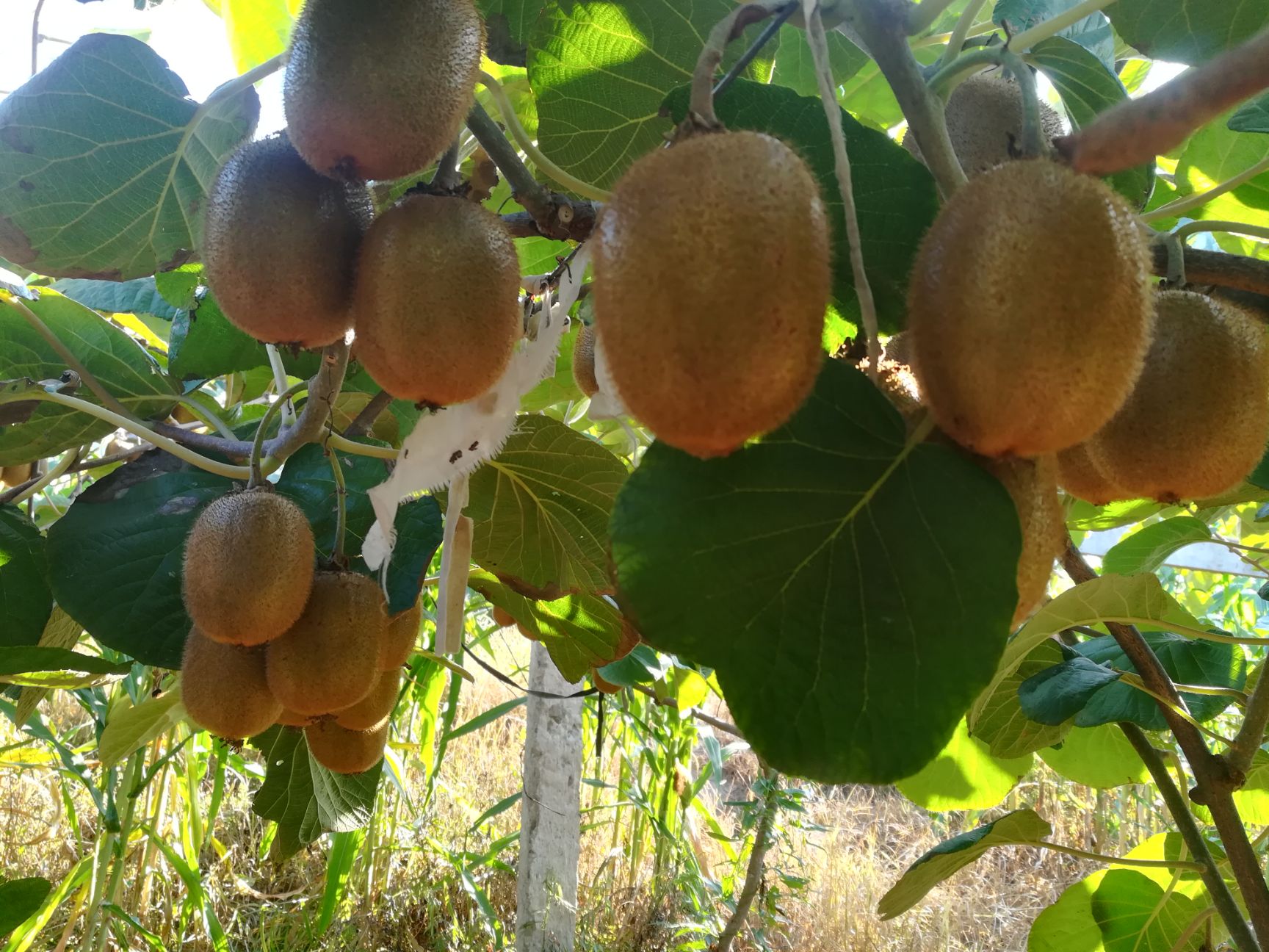 徐香猕猴桃 陕西省宝鸡市眉县