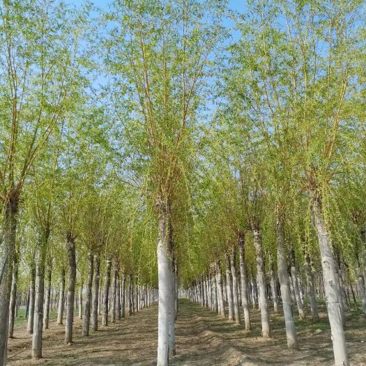 博野县 12-18公分黄金柳大量销售中价格优惠质量好