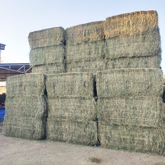 玉门市苜蓿草饲料  甘肃苜蓿草种植基地 甘肃苜蓿草质量好 价格低