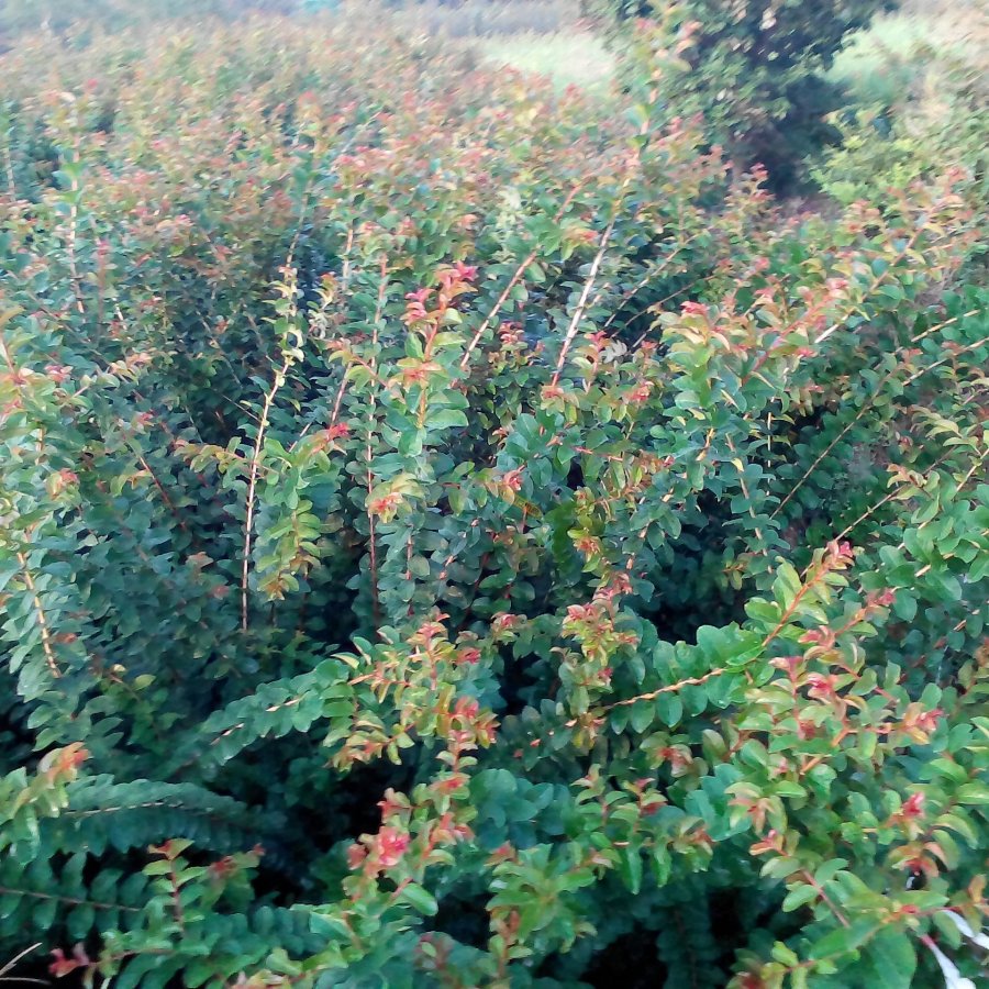 红火箭紫薇 苗圃基地大量供应紫薇小苗1－2公分，江西九江紫薇苗农户自家种
