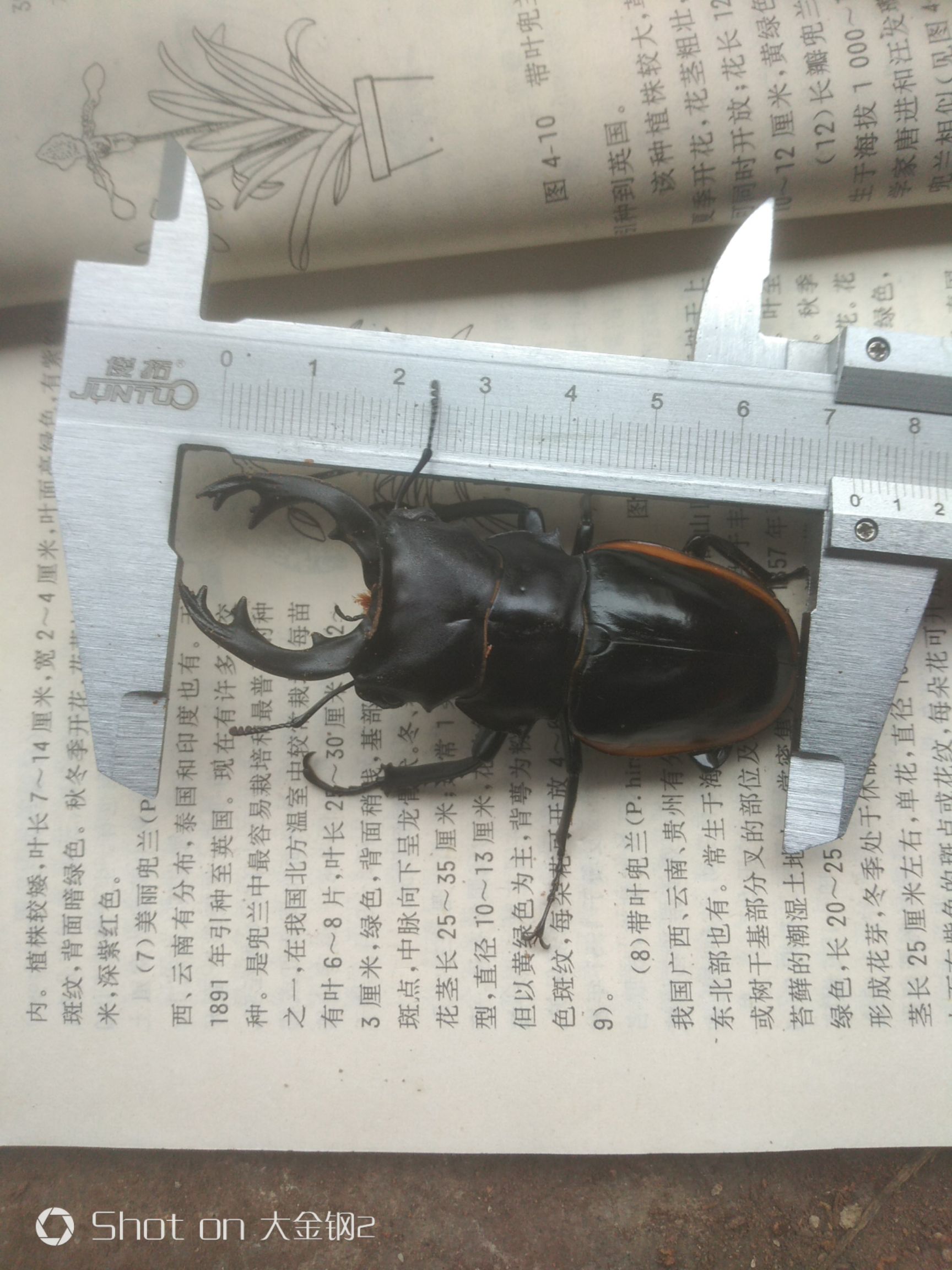  黄边鬼艳锹甲长牙中牙短牙都有，西南扁也有，价格十元到六十五元