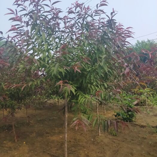 博野县红叶碧桃，3公分有量