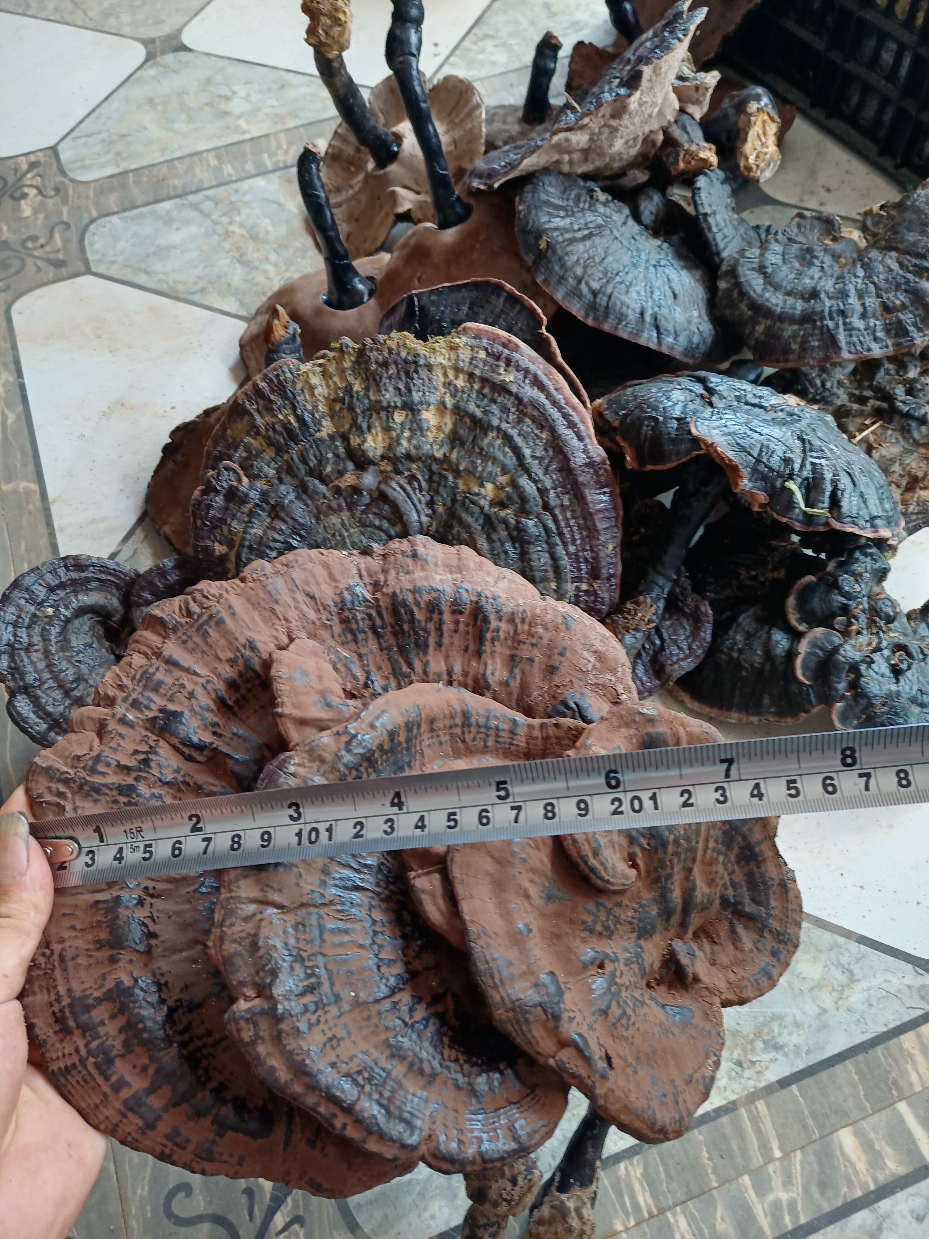 贵州纯黑灵芝，灵芝，金边灵芝，