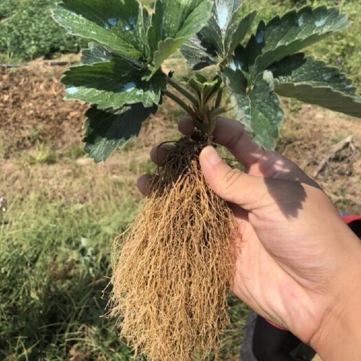泰安隋珠草莓苗，又名香野草莓苗脱毒假植二代生产苗，矮粗壮根系发达