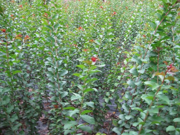 红火箭紫薇 苗圃基地大量供应紫薇小苗1－2公分，江西九江紫薇苗农户自家种