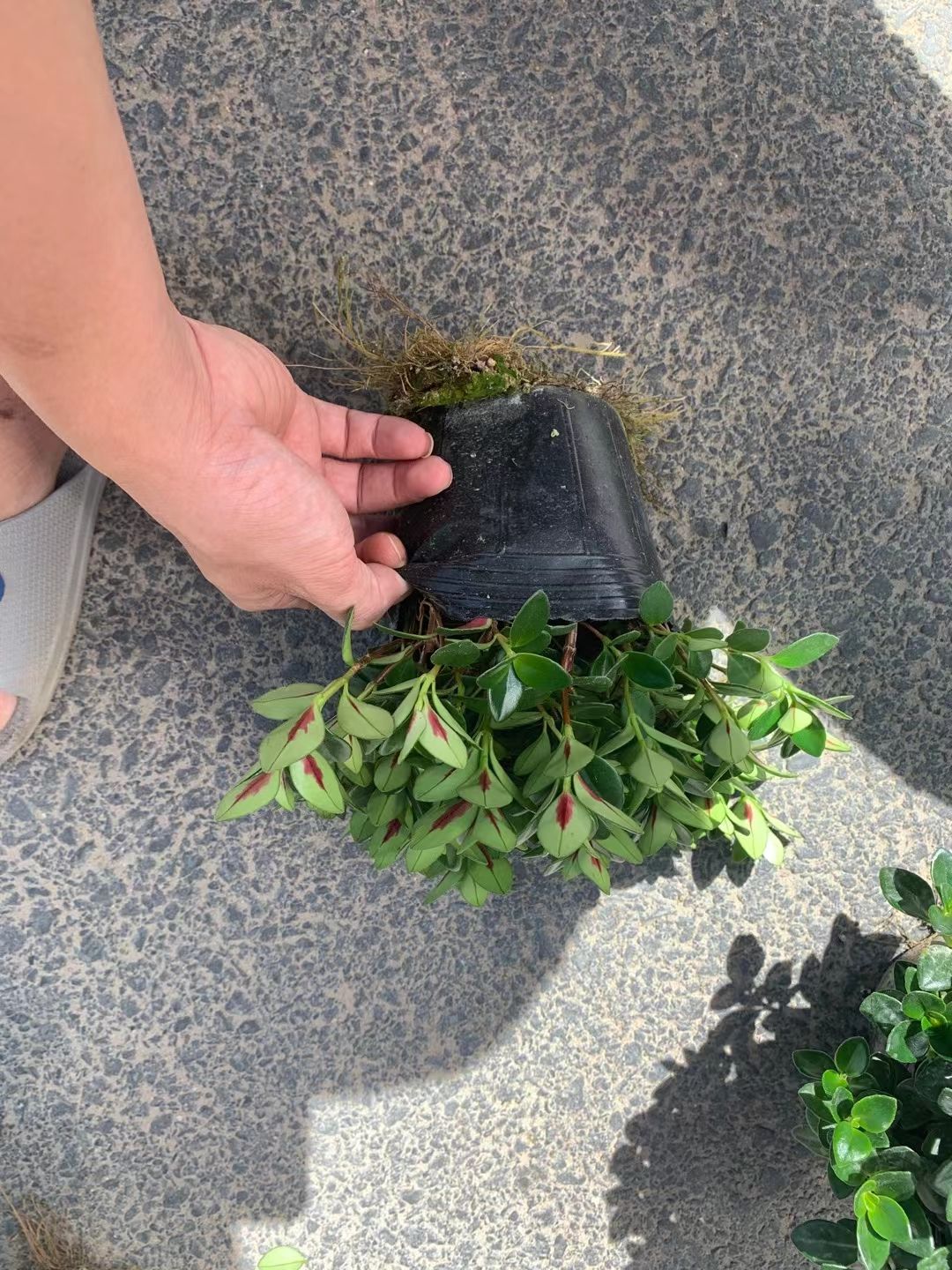 金鱼草 金鱼花 中国花乡 万亩基地 自产自销